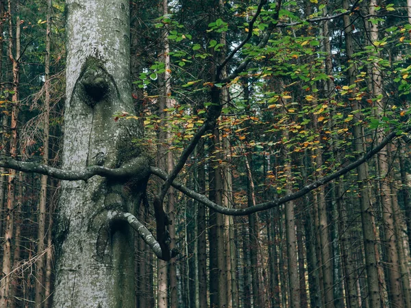 Belle Forêt Été Avec Différents Arbres Paysages Nature — Photo