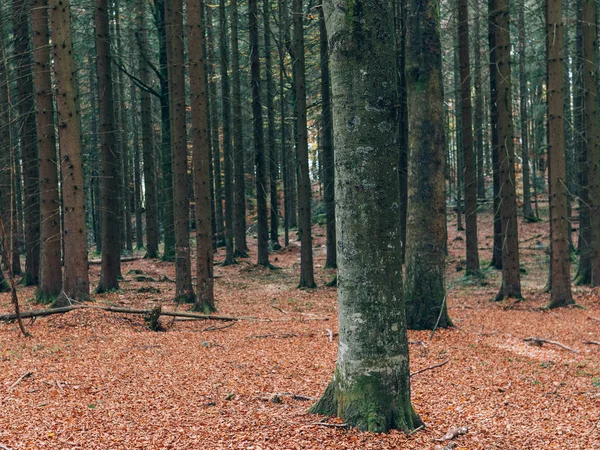 Güzel Yaz Orman Farklı Ağaçları Ile Doğa Toplayan — Stok fotoğraf