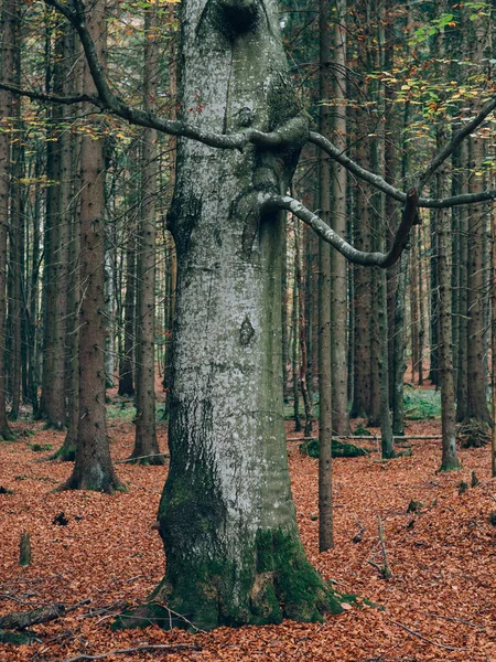 Piękny Las Różnych Drzew Krajobraz Natura — Zdjęcie stockowe