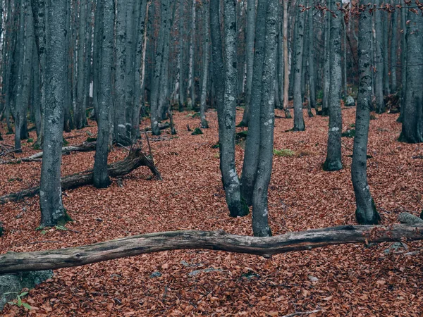 Hutan Musim Panas Yang Indah Dengan Pohon Yang Berbeda Pemandangan — Stok Foto