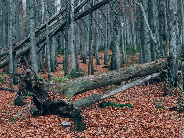 Hermoso Bosque Verano Con Diferentes Árboles Paisaje Naturaleza —  Fotos de Stock