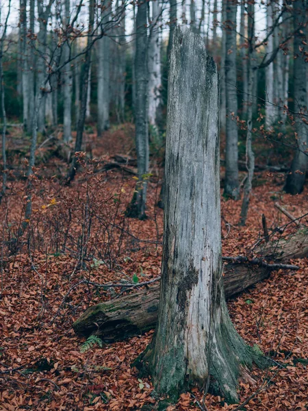 Belle Forêt Été Avec Différents Arbres Paysages Nature — Photo