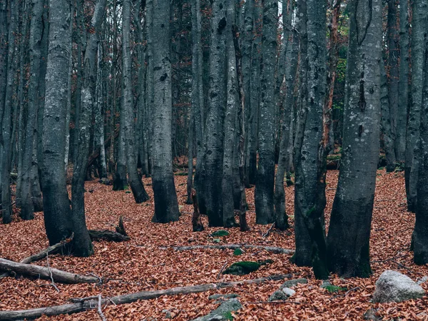 Schöner Sommerwald Mit Verschiedenen Bäumen Landschaft Der Natur — Stockfoto