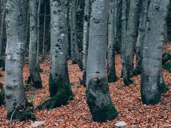 Hermoso Bosque Verano Con Diferentes Árboles Paisaje Naturaleza —  Fotos de Stock