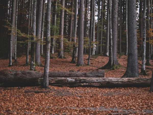 Schöner Sommerwald Mit Verschiedenen Bäumen Landschaft Der Natur — Stockfoto