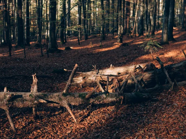Vacker Sommar Skog Med Olika Träd Scenery Natur — Stockfoto