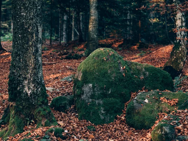 Hermoso Bosque Verano Con Diferentes Árboles Paisaje Naturaleza —  Fotos de Stock