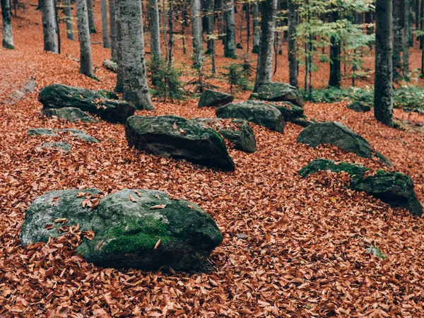 Belle Forêt Été Avec Différents Arbres Paysages Nature — Photo