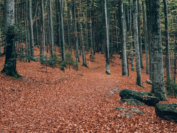 Hermoso Bosque Verano Con Diferentes Árboles Paisaje Naturaleza —  Fotos de Stock