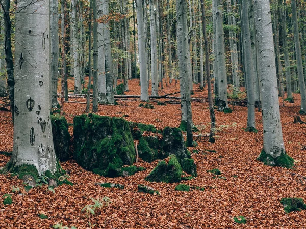 Hermoso Bosque Verano Con Diferentes Árboles Paisaje Naturaleza —  Fotos de Stock