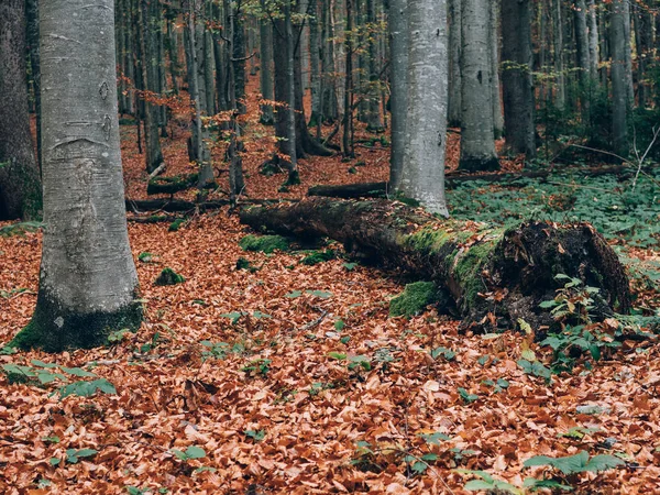 Beautiful Summer Forest Different Trees Scenery Nature — Stock Photo, Image