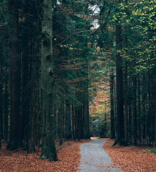 森の小道 美しい秋の森風景 — ストック写真