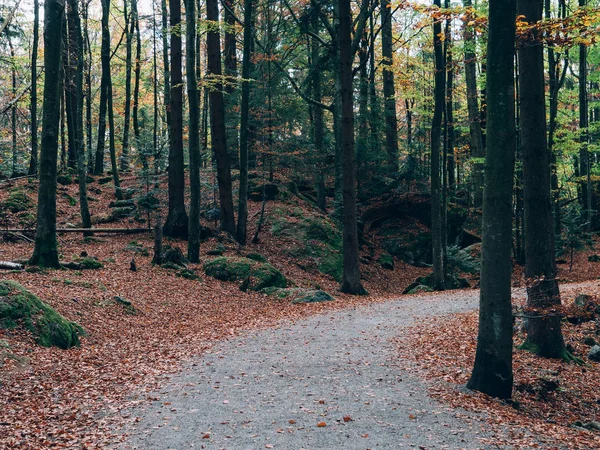 Chemin Forestier Beau Paysage Forestier Automne — Photo