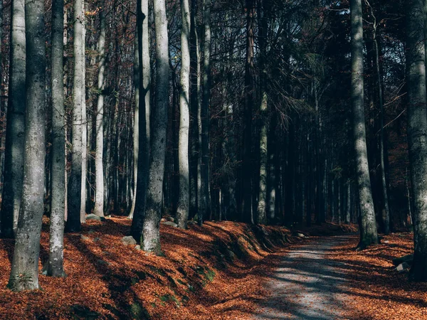 Chemin Forestier Beau Paysage Forestier Automne — Photo