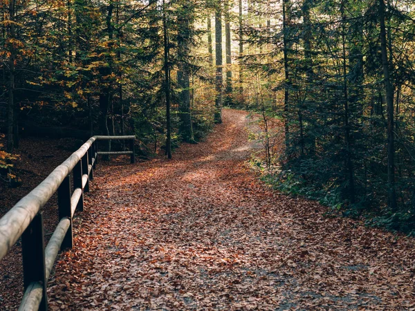 Forest Path Beautiful Autumn Forest Landscape — Stock Photo, Image