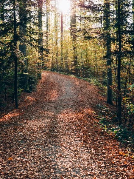 Skogsstigen Vackra Höst Skogslandskapet — Stockfoto