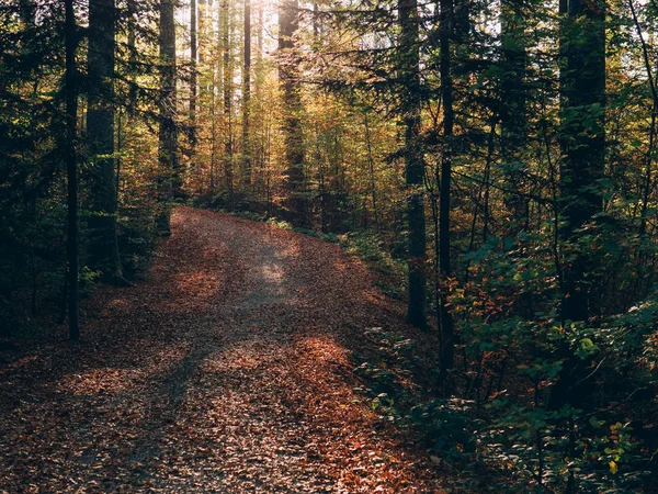 Camino Del Bosque Hermoso Paisaje Forestal Otoñal — Foto de Stock