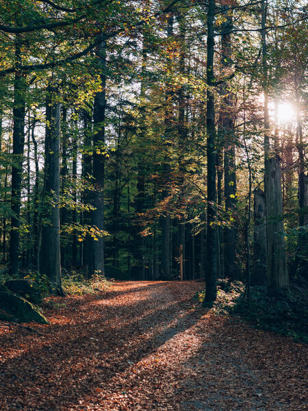 Forest path. Beautiful autumn forest landscape. 
