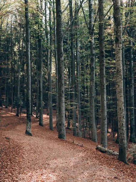 林路径 美丽的秋天森林景观 — 图库照片