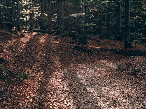 林路径 美丽的秋天森林景观 — 图库照片