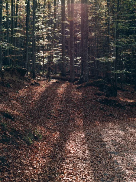 森の小道 美しい秋の森風景 — ストック写真