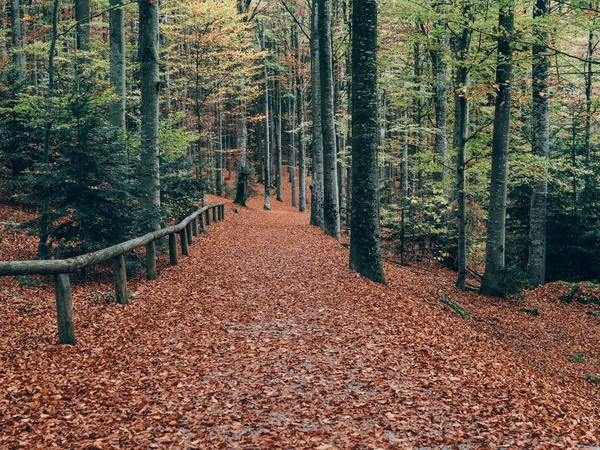 Percorso Forestale Bellissimo Paesaggio Forestale Autunno — Foto Stock