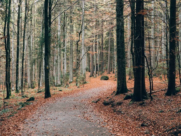 森の小道 美しい秋の森風景 — ストック写真