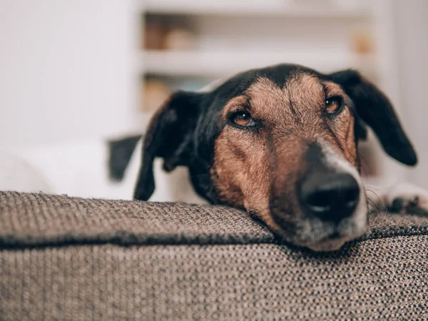 Χαριτωμένο Σκυλί Που Ξαπλώνει Στο Πούλμαν Στο Σπίτι — Φωτογραφία Αρχείου