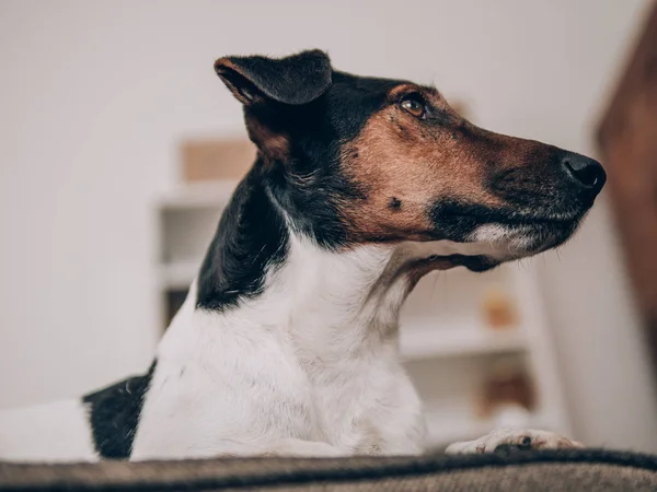 Симпатичная Собака Лежит Дома Тренере — стоковое фото
