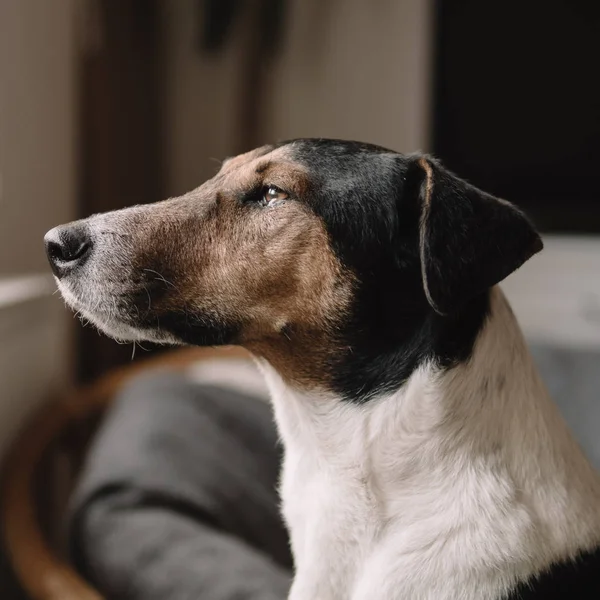 古い犬の肖像画 自宅でテリア犬 — ストック写真