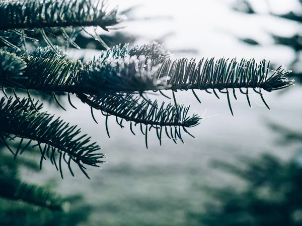 Winter Spruce Branches Textured Background — Stock Photo, Image