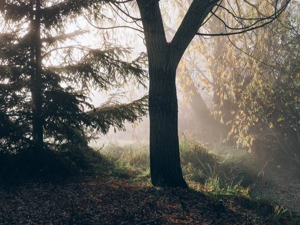 Schöner Herbst Nebliger Morgen Natürliche Sicht — Stockfoto