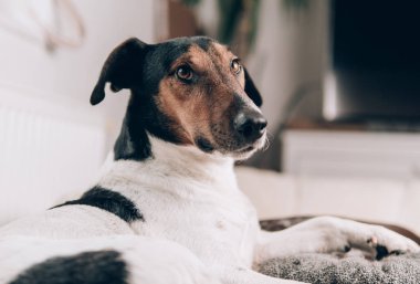 Bir portre rahat bir köpek evde. Sevimli terrier köpek portre.