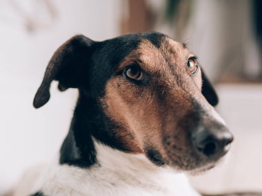 Bir portre rahat bir köpek evde. Sevimli terrier köpek portre.