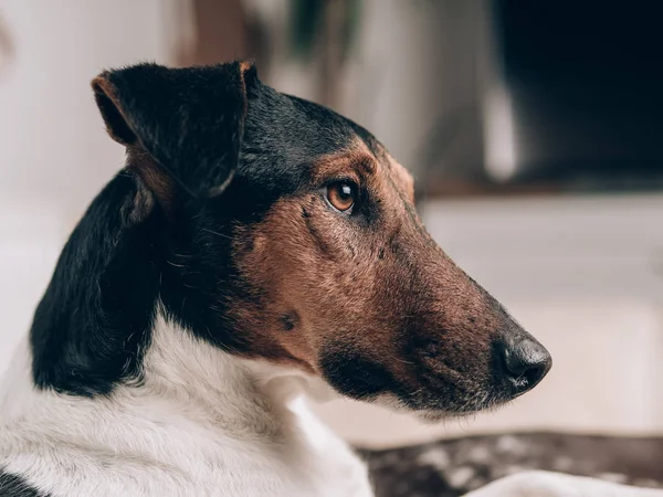 Bir Portre Rahat Bir Köpek Evde Sevimli Terrier Köpek Portre — Stok fotoğraf