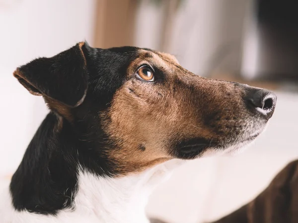 Een Close Van Een Ontspannen Hond Thuis Schattig Terrier Hond — Stockfoto