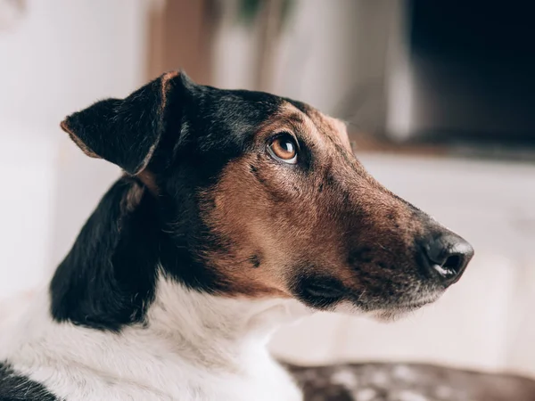 Zbliżenie Zrelaksowany Psa Domu Ładny Terrier Pies Portret — Zdjęcie stockowe