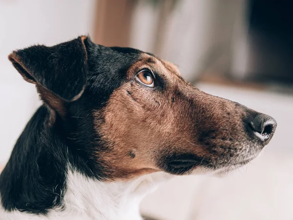 自宅でリラックスして犬のクローズ アップ かわいいテリア犬の肖像画 — ストック写真