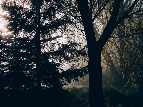 Όμορφο Φθινόπωρο Misty Πρωί Φυσικό Άποψη — Φωτογραφία Αρχείου