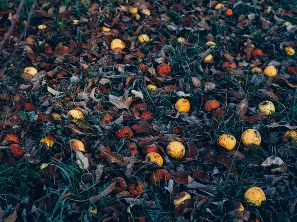 Яблоки Землю Желтое Яблоко Цветные Листья — стоковое фото