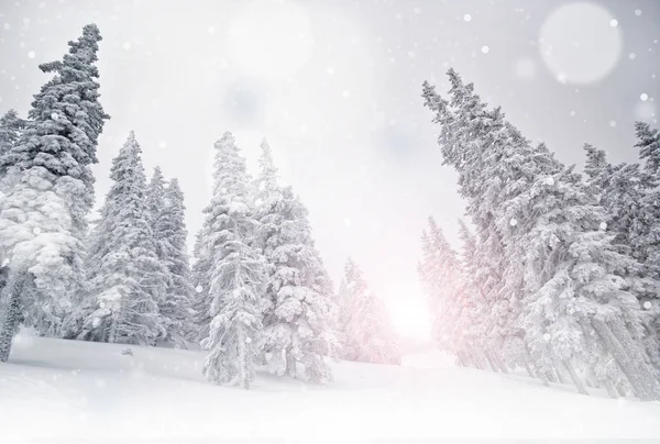 Kış Manzarası Karla Kaplı Çam Ağaçları — Stok fotoğraf