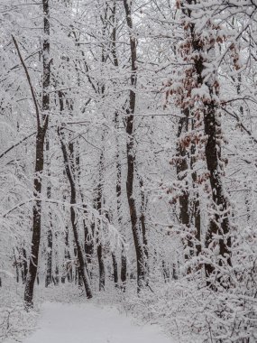 Kış orman. Kar kaplı kış yol. 
