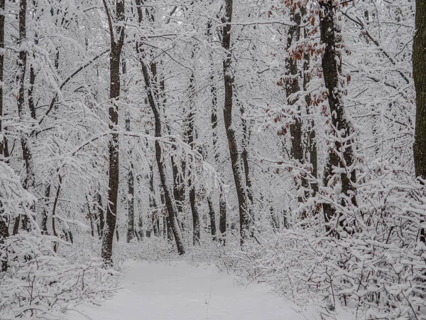 Forêt Hiver Route Hivernale Enneigée — Photo