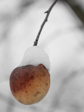 Çürük elma ağacı, kar üzerinde meyve kaplı. 