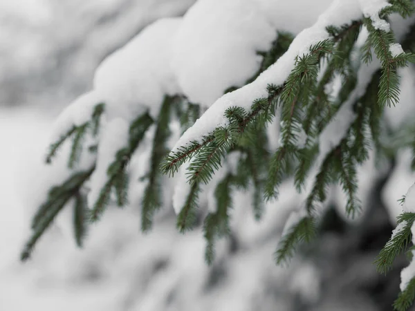 Snow Covered Pine Tree Winter Scenery — Stock Photo, Image