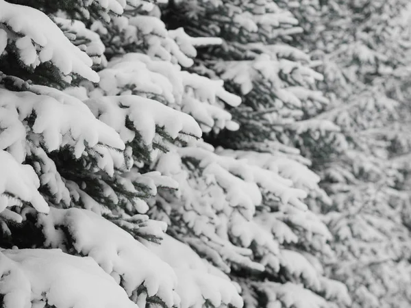 Snow Covered Pine Tree Winter Scenery — Stock Photo, Image