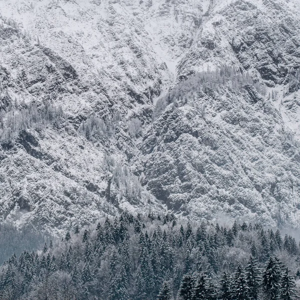 Árboles Cubiertos Nieve Invierno — Foto de Stock