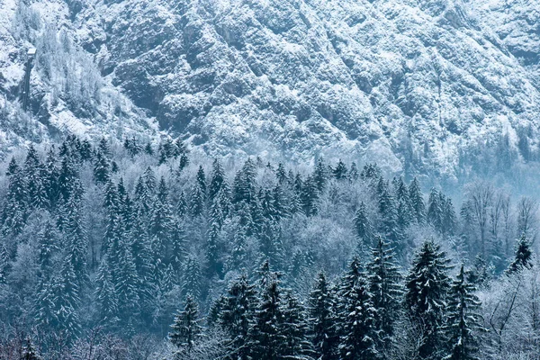 Forêt dans le paysage hivernal — Photo