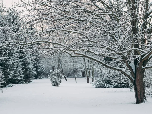 Vinter Trädgården — Stockfoto