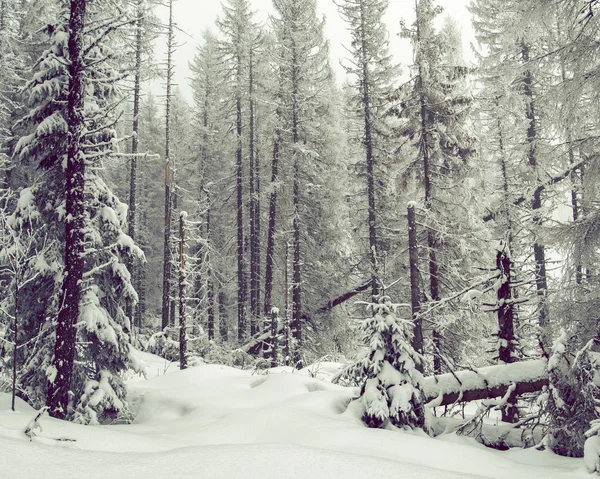 Extremt Vinterväder Vinterlandskap Skog — Stockfoto
